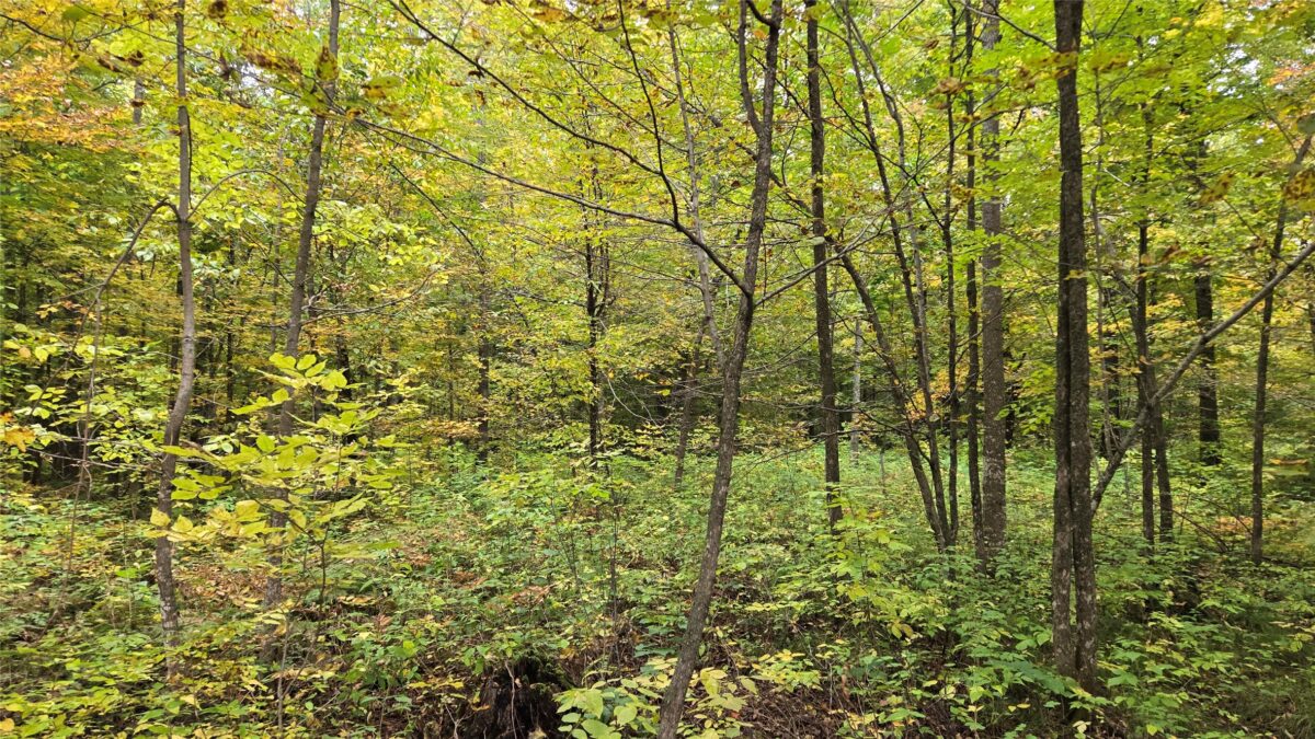 Lot 2 Lakeview LN., Exeland, WI — photo 8