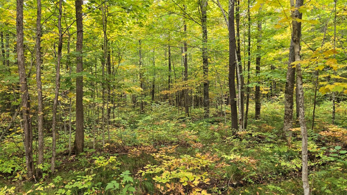Lot 2 Lakeview LN., Exeland, WI — photo 9