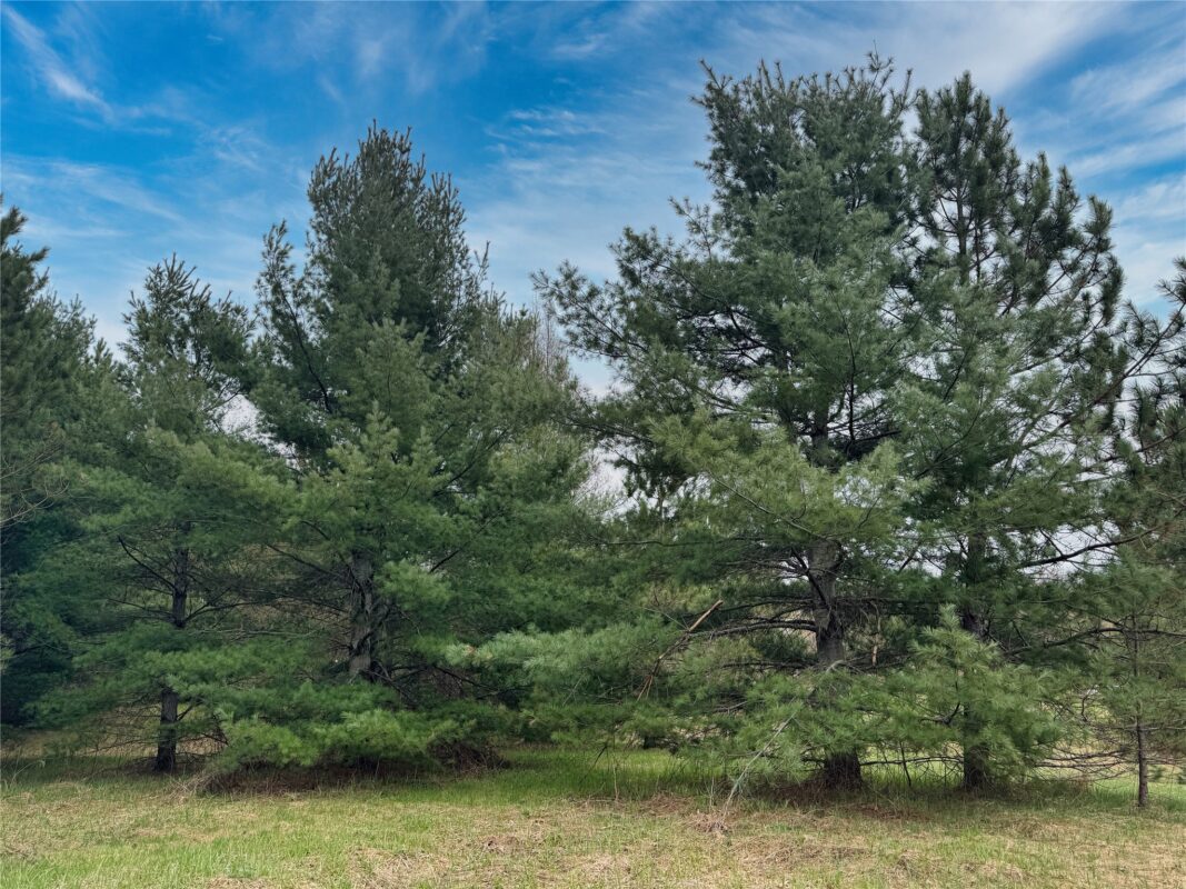 Lot 3 (5 acres) on County Rd P, Lake Nebagamon, WI — photo 18