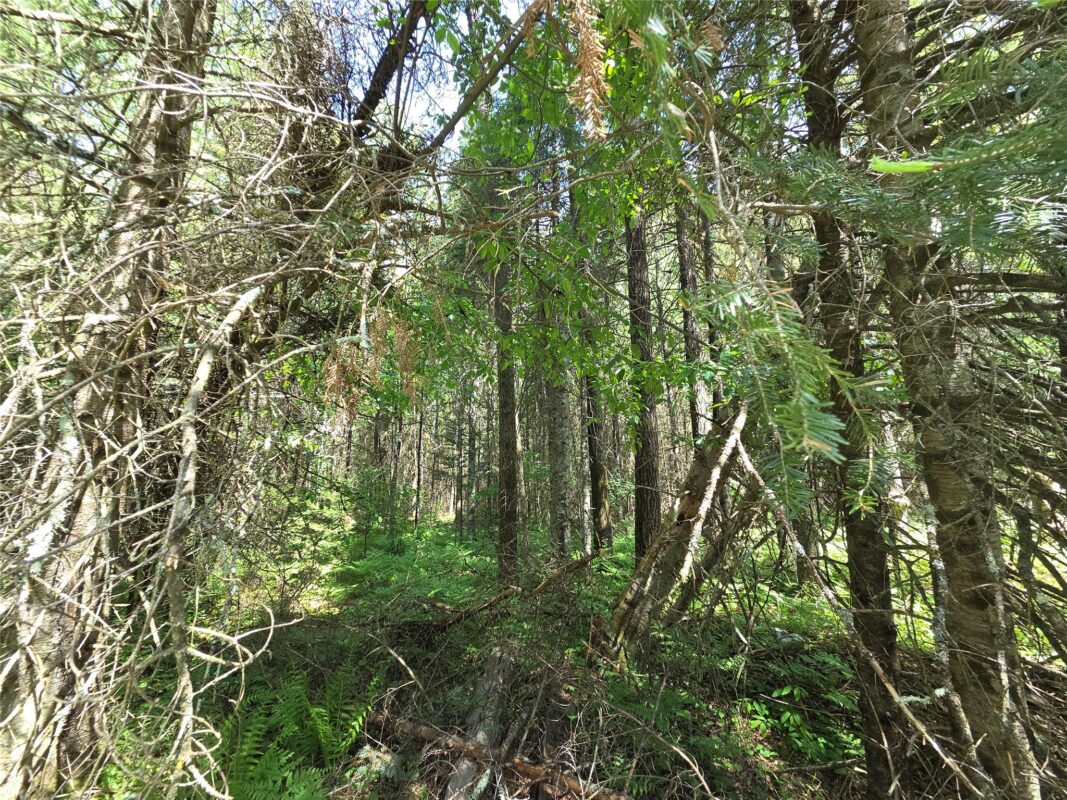 Lot 8 Solberg Lake Road, Phillips WI 54555 - Land house for sale - MLS #1601659 - image3