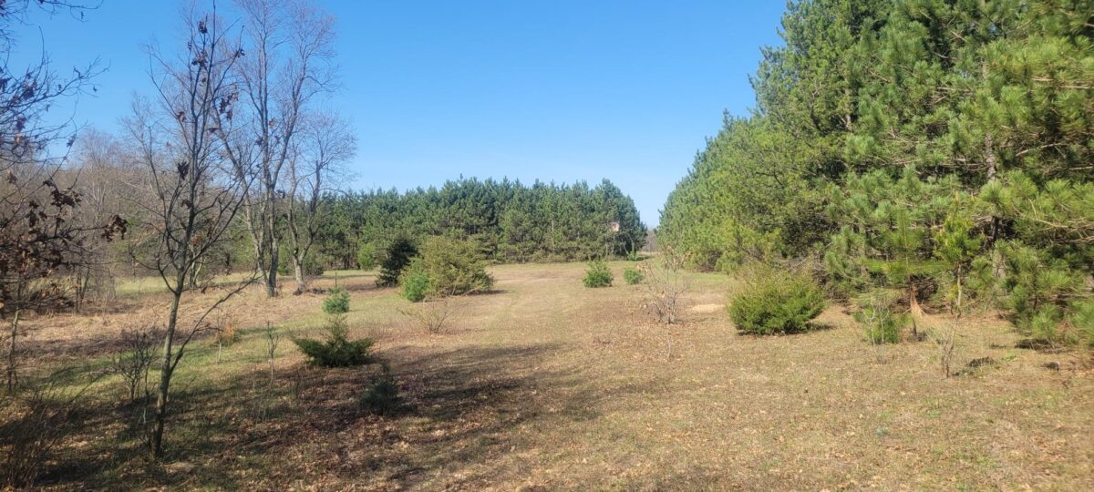W14103 County P Highway, Taylor WI 54659 - Land house for sale - MLS #1600415 - image2