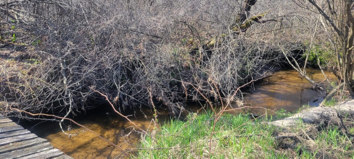 W14103 County P Highway, Taylor WI 54659 - Land house for sale - MLS #1600415 - image6