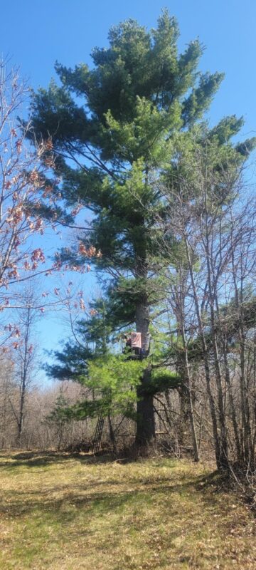W14103 County P Highway, Taylor WI 54659 - Land house for sale - MLS #1600415 - image9