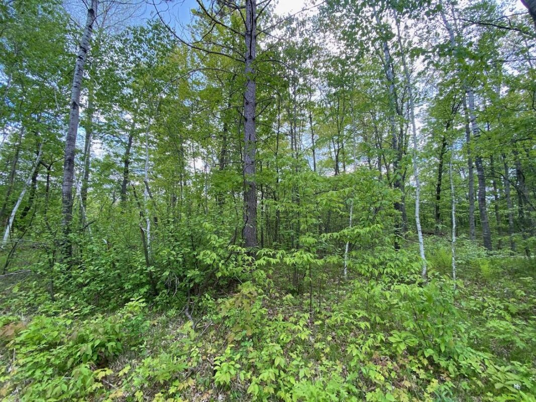 0 Hustvet Drive, Trego WI 54888 - Land house for sale - MLS #1601910 - image7