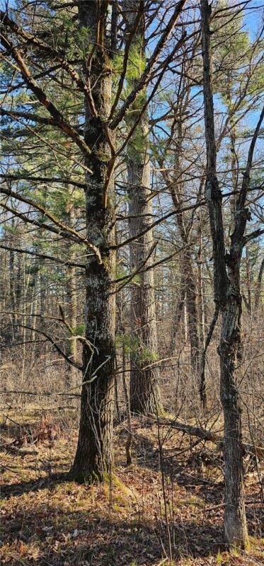 0 Lot 7/8 Levis Creek Road, Black River Falls WI 54615 - Land house for sale - MLS #1591076 - image12