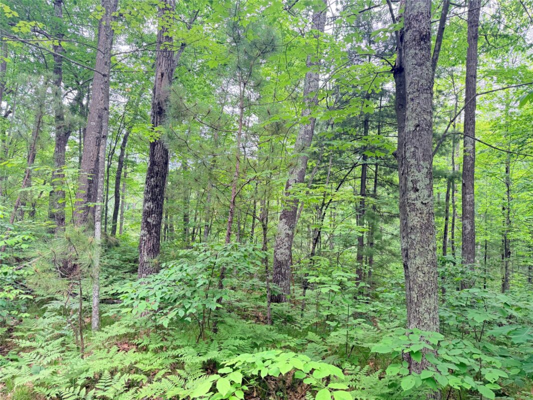 0 Schultz Lane, Stone Lake WI 54876 - Land house for sale - MLS #1601955 - image13