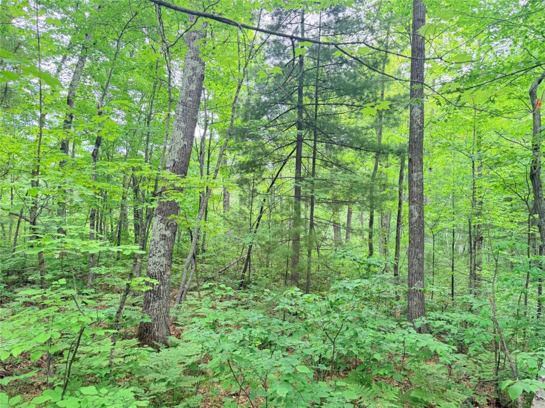 0 Schultz Lane, Stone Lake WI 54876 - Land house for sale - MLS #1601955 - image3