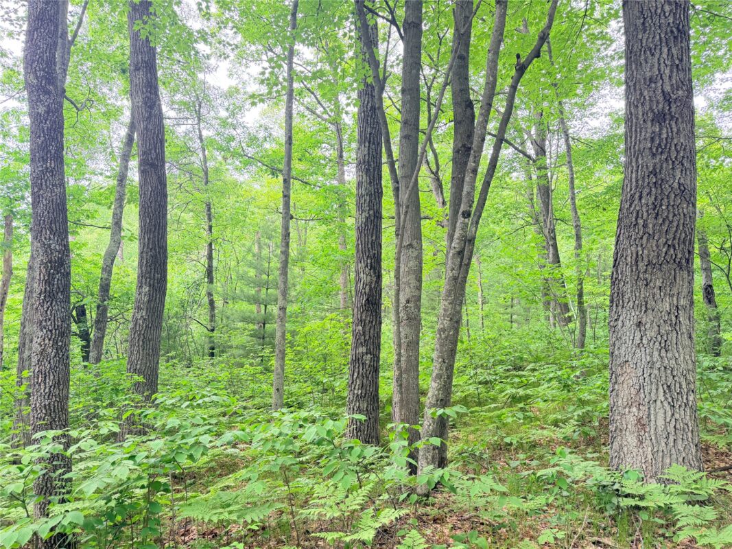0 Schultz Lane, Stone Lake WI 54876 - Land house for sale - MLS #1601955 - image10