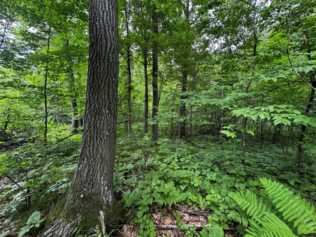00 235th Avenue, Georgetown WI 54853 - Land house for sale - MLS #1602702 - image11
