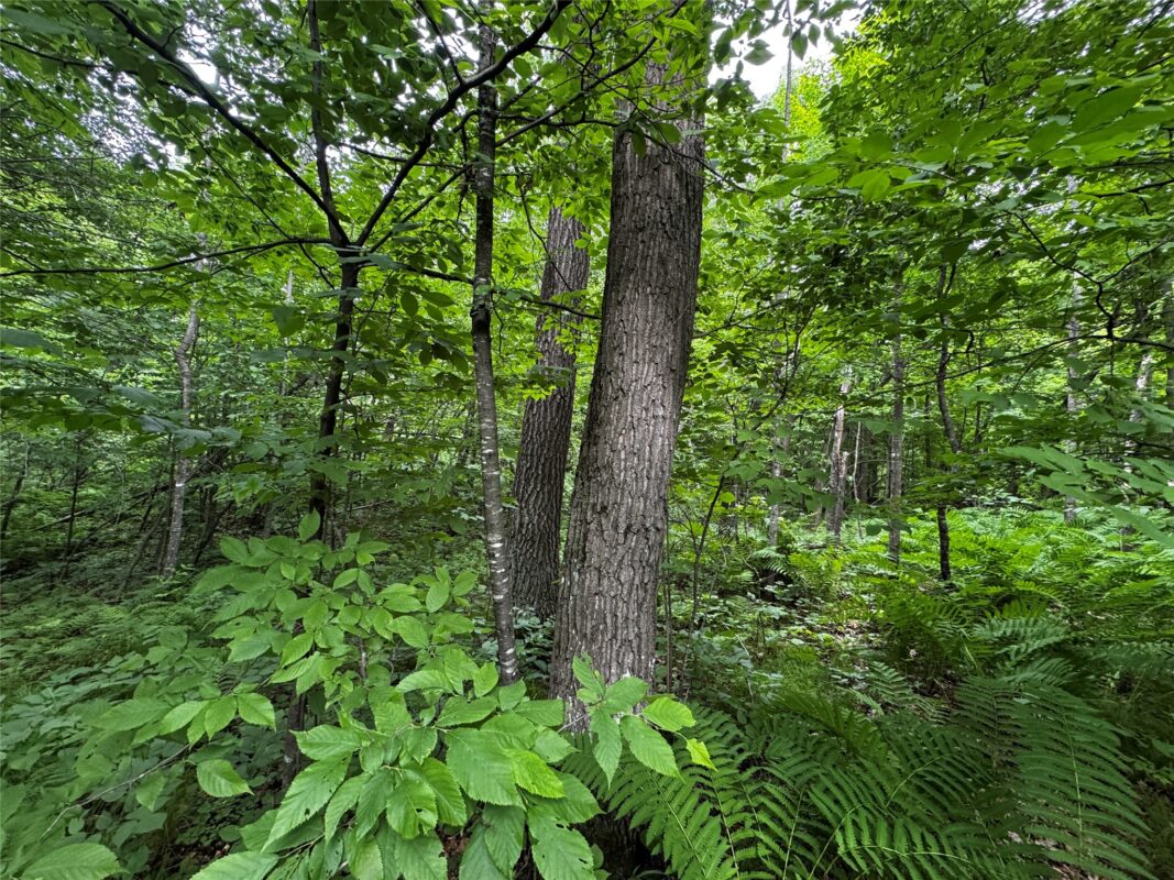 00 235th Avenue, Georgetown WI 54853 - Land house for sale - MLS #1602702 - image12