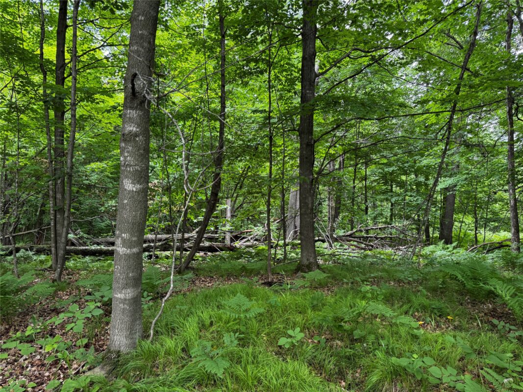 00 235th Avenue, Georgetown WI 54853 - Land house for sale - MLS #1602702 - image15