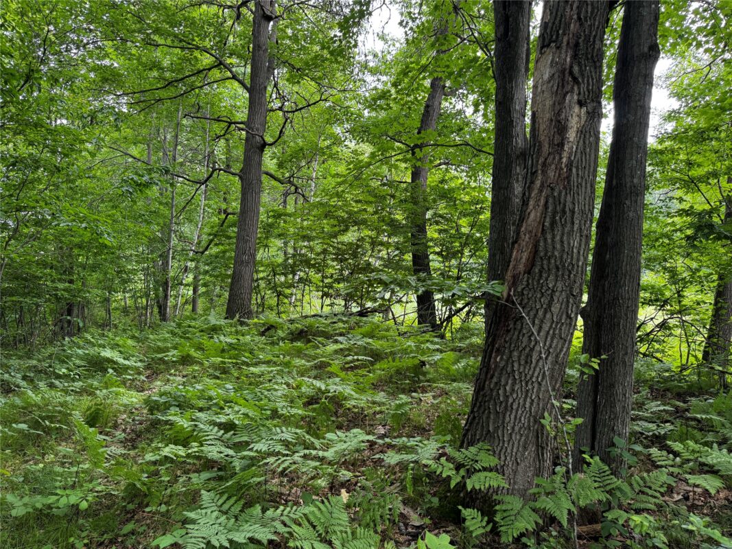 00 235th Avenue, Georgetown WI 54853 - Land house for sale - MLS #1602702 - image17