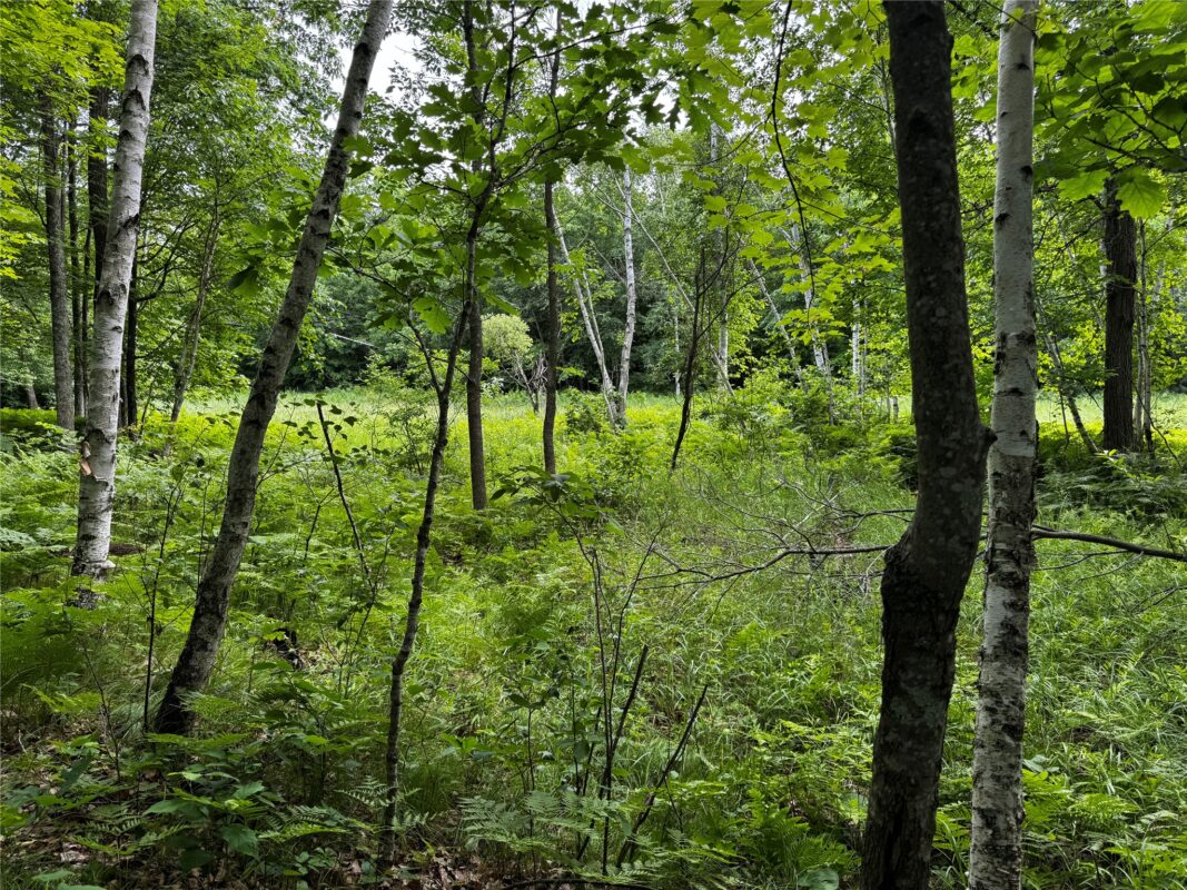 00 235th Avenue, Georgetown WI 54853 - Land house for sale - MLS #1602702 - image22
