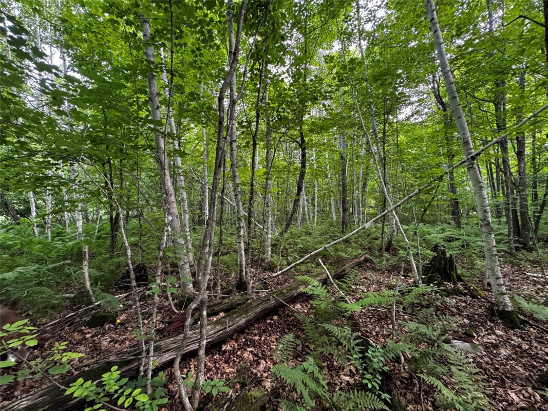 00 235th Avenue, Georgetown WI 54853 - Land house for sale - MLS #1602702 - image23