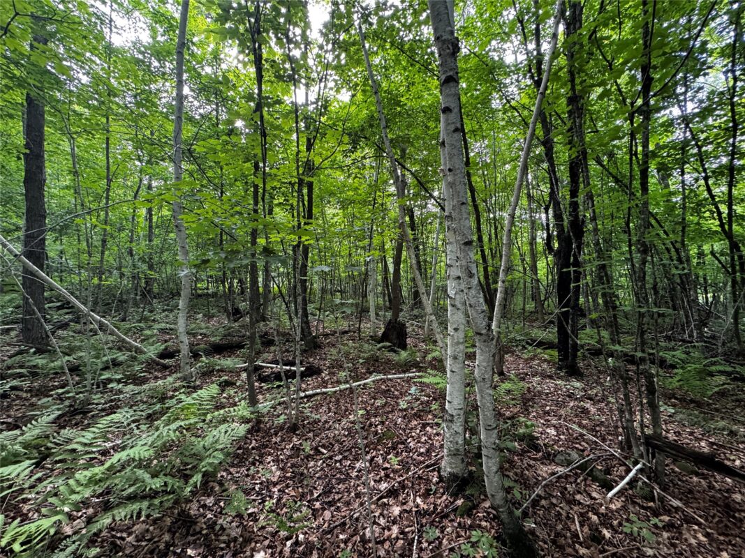 00 235th Avenue, Georgetown WI 54853 - Land house for sale - MLS #1602702 - image25