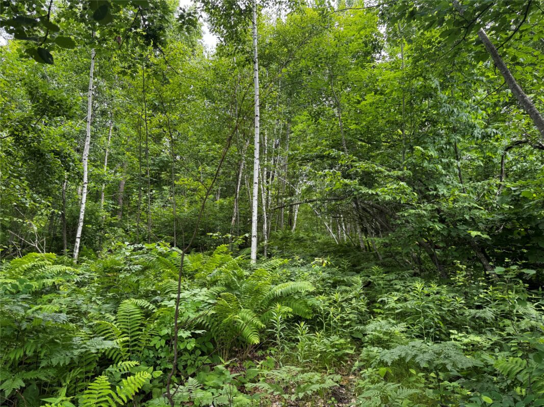 00 235th Avenue, Georgetown WI 54853 - Land house for sale - MLS #1602702 - image7