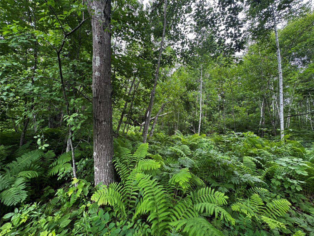 00 235th Avenue, Georgetown WI 54853 - Land house for sale - MLS #1602702 - image8