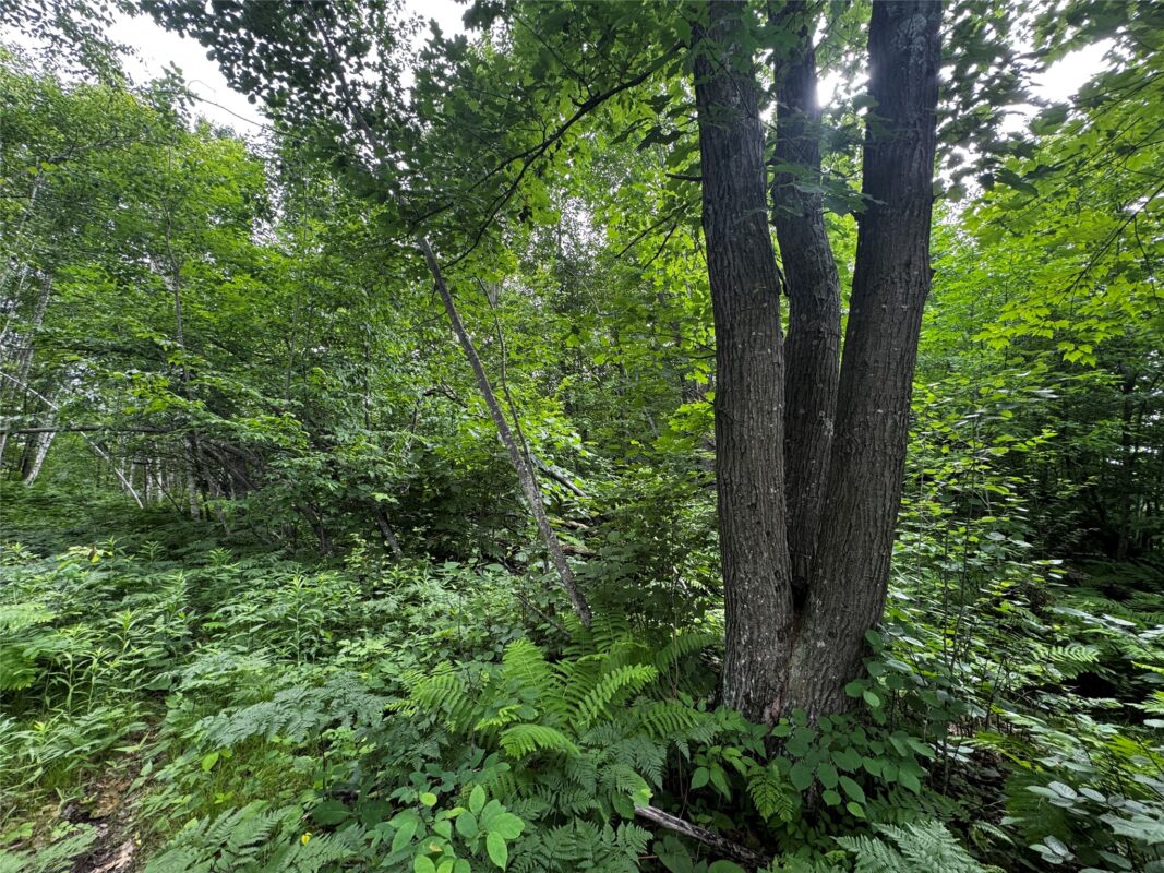 00 235th Avenue, Georgetown WI 54853 - Land house for sale - MLS #1602702 - image9