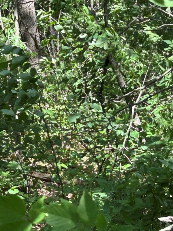 0000 Bernhardt, Eau Claire WI 54701 - Land house for sale - MLS #1592963 - image4