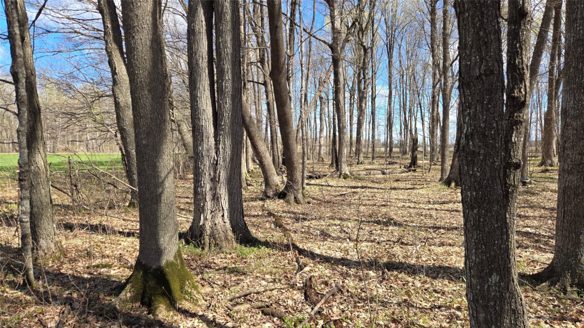 012345 26th Ave., Rice Lake WI 54868 - Land house for sale - MLS #1602600 - image15