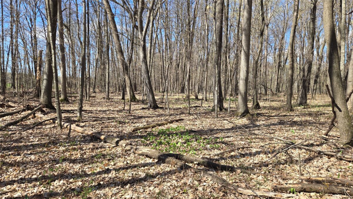 012345 26th Ave., Rice Lake WI 54868 - Land house for sale - MLS #1602600 - image6