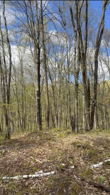 1-10 Parcels County Hwy 27, Exeland WI 54835 - Land house for sale - MLS #1601818 - image28