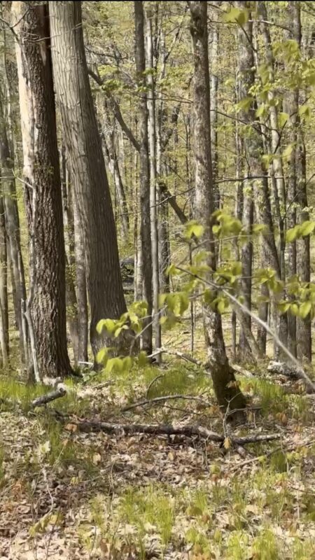 1-10 Parcels County Hwy 27, Exeland WI 54835 - Land house for sale - MLS #1601818 - image29