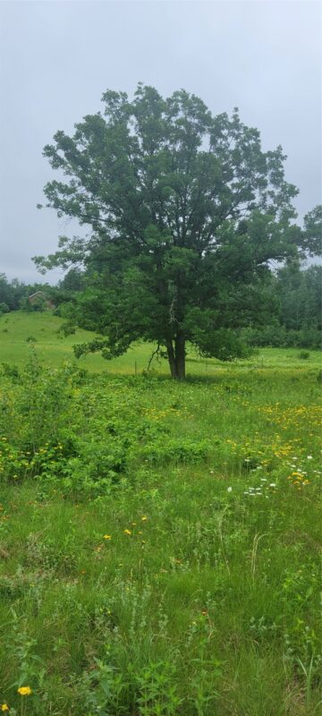 11116 Blackberry Road, Trego WI 54888 - Land house for sale - MLS #1601881 - image7