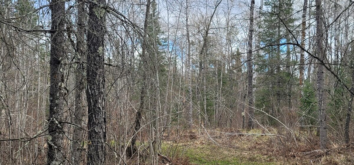 11553N County Hwy A, Hayward WI 54843 - Land house for sale - MLS #1602465 - image2