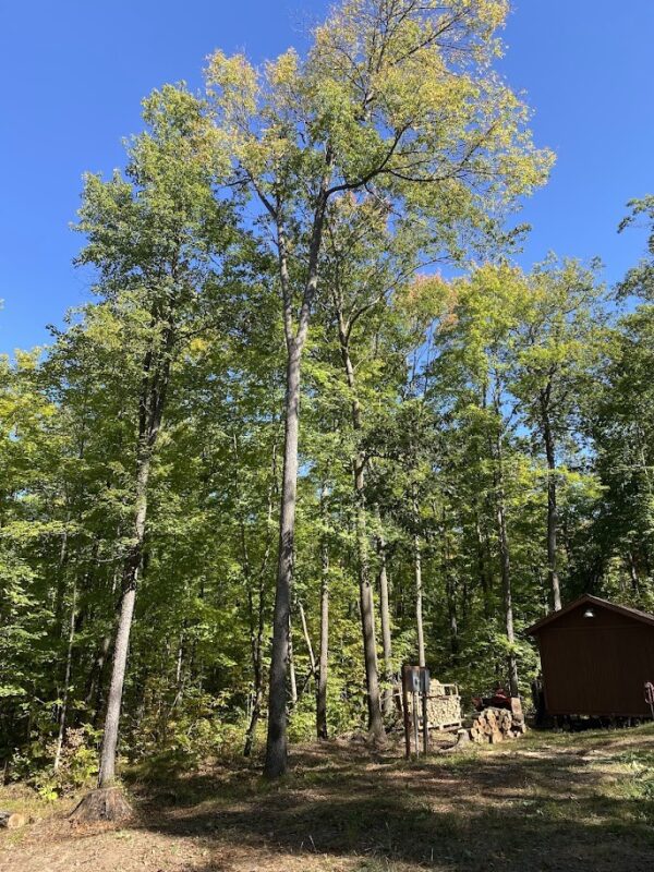 15846 Pank Road, Stone Lake WI 54876 - Land house for sale - MLS #1599821 - image6