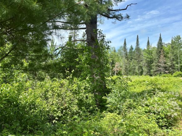 16550 Ridgerock Road, Hayward WI 54843 - Land house for sale - MLS #1591202 - image1