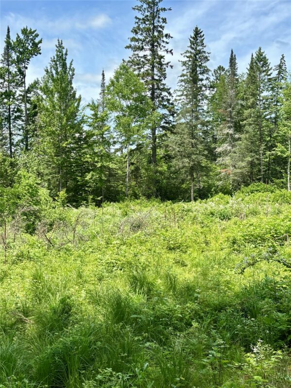16550 Ridgerock Road, Hayward WI 54843 - Land house for sale - MLS #1591202 - image8
