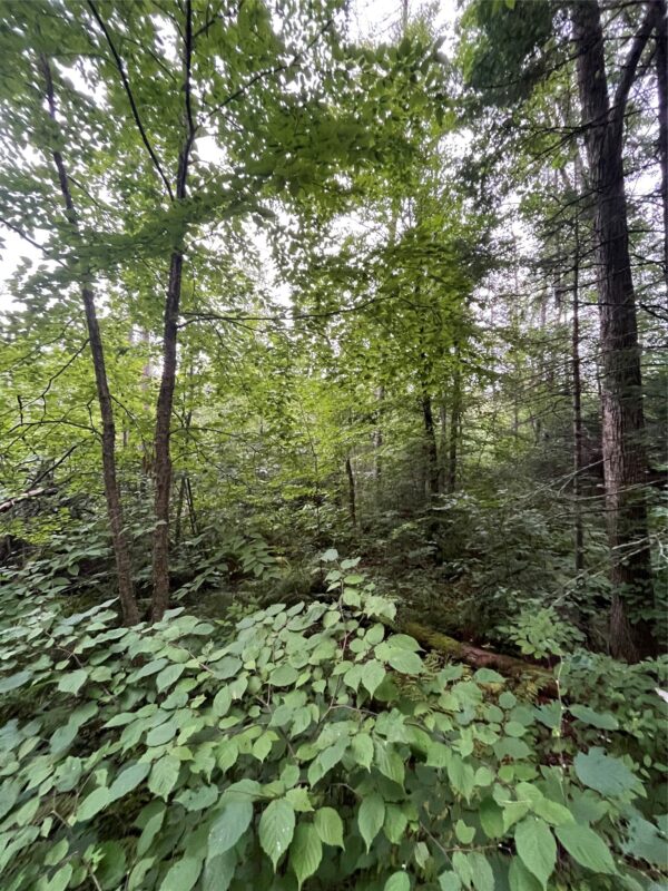 16876 Southview Trail, Stone Lake WI 54876 - Land house for sale - MLS #1599724 - image16