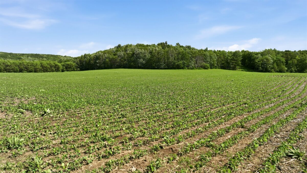 20 acres 150th Ave., Colfax WI 54730 - Land house for sale - MLS #1602151 - image24
