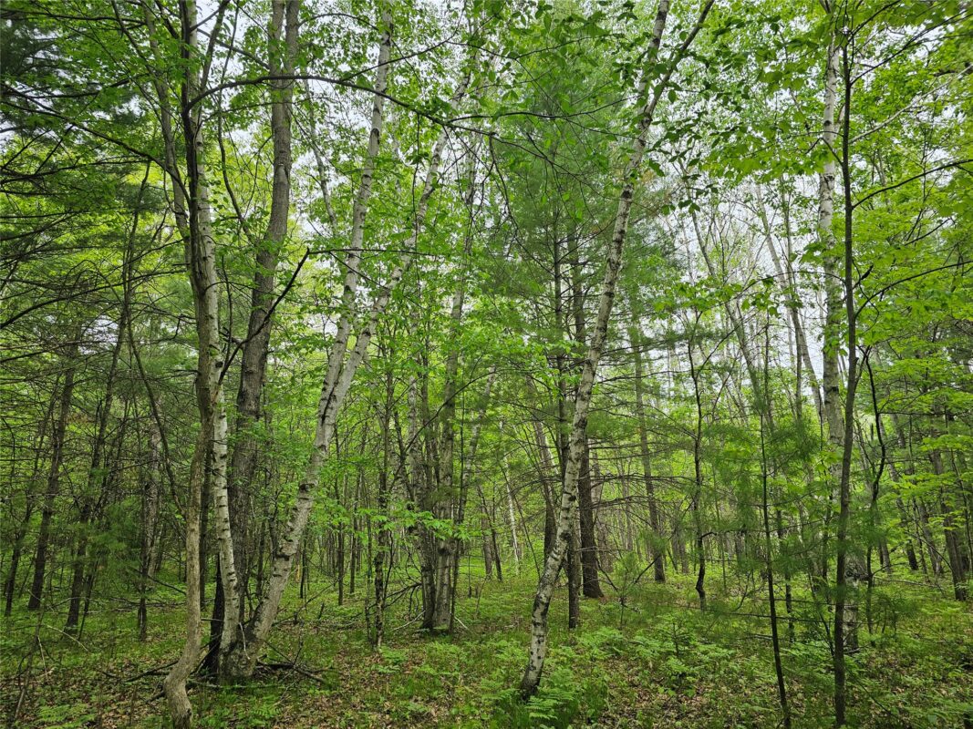 25227 Kruger Road, Webster WI 54893 - Land house for sale - MLS #1601553 - image13