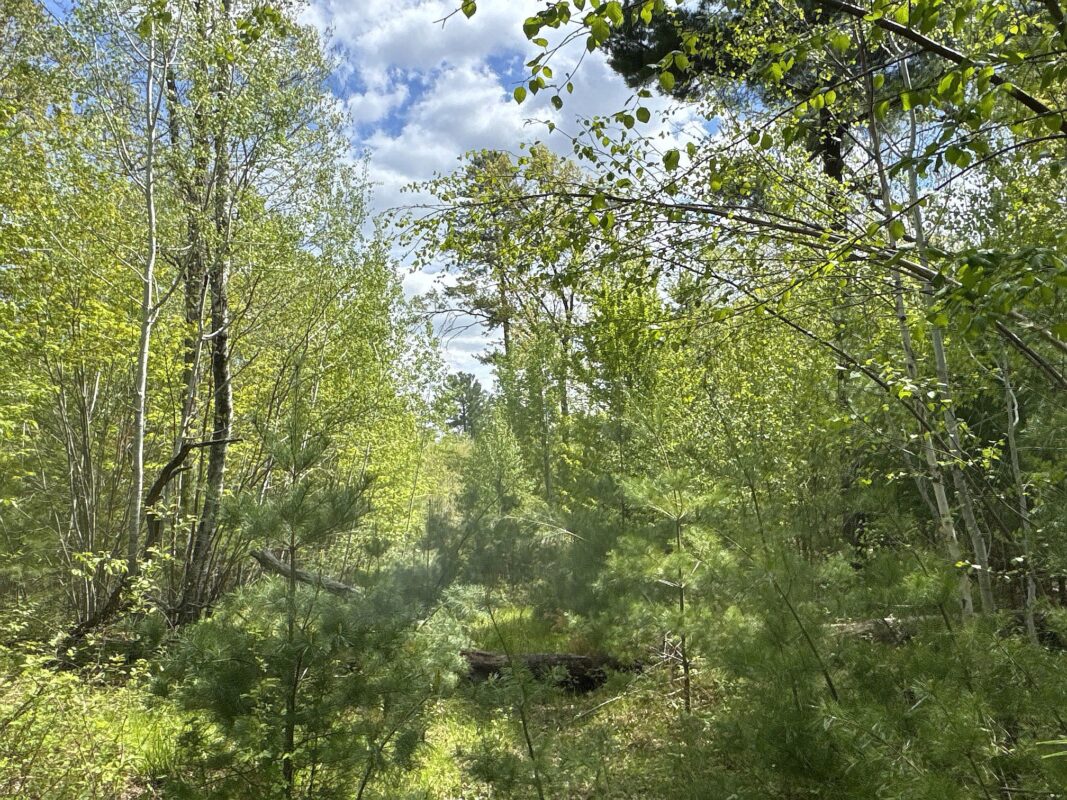 25275 Bruss Road, Webster WI 54893 - Land house for sale - MLS #1602158 - image12