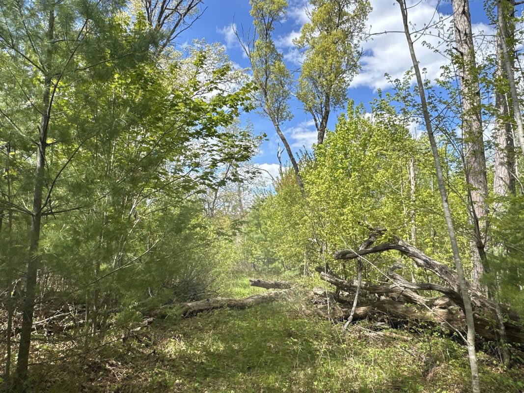 25275 Bruss Road, Webster WI 54893 - Land house for sale - MLS #1602158 - image14