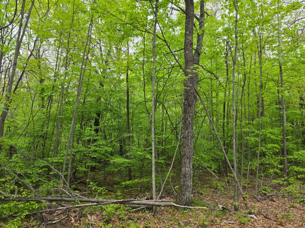 27735 295th Avenue, Holcombe WI 54745 - Land house for sale - MLS #1597799 - image17