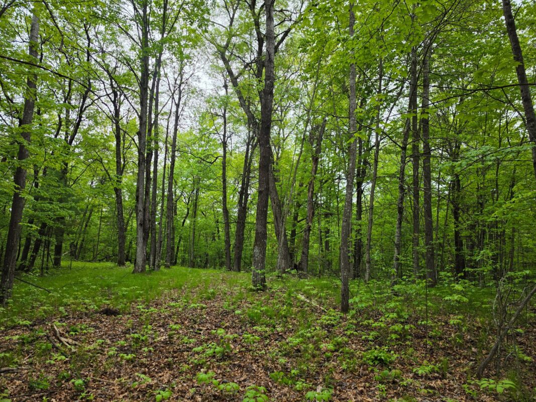 27735 295th Avenue, Holcombe WI 54745 - Land house for sale - MLS #1597799 - image27