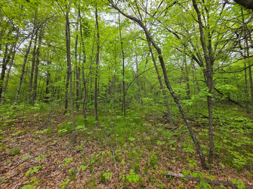 27735 295th Avenue, Holcombe WI 54745 - Land house for sale - MLS #1597799 - image30