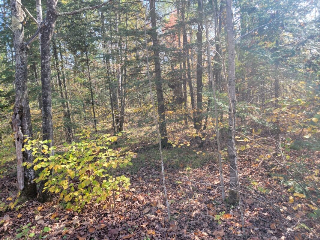 3789W Indian Way, Winter WI 54896 - Land house for sale - MLS #1602174 - image22