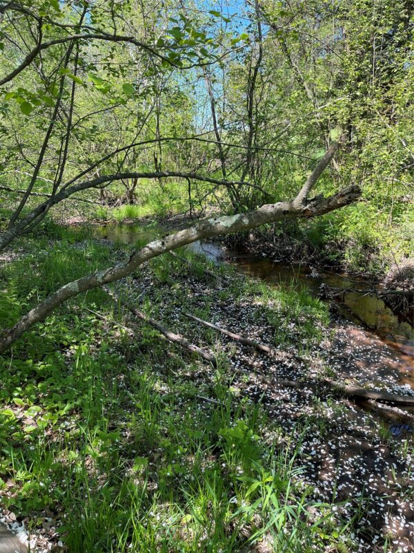 5918 Schaub Road, Trego WI 54888 - Residential house for sale - MLS #1601616 - image6