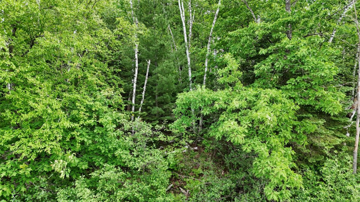 7069N Fender Road, Winter WI 54896 - Land house for sale - MLS #1601987 - image23