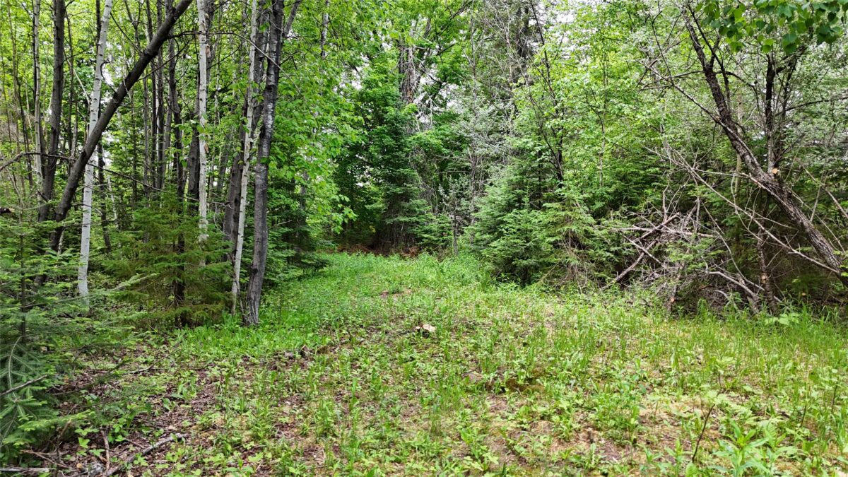7069N Fender Road, Winter WI 54896 - Land house for sale - MLS #1601987 - image28