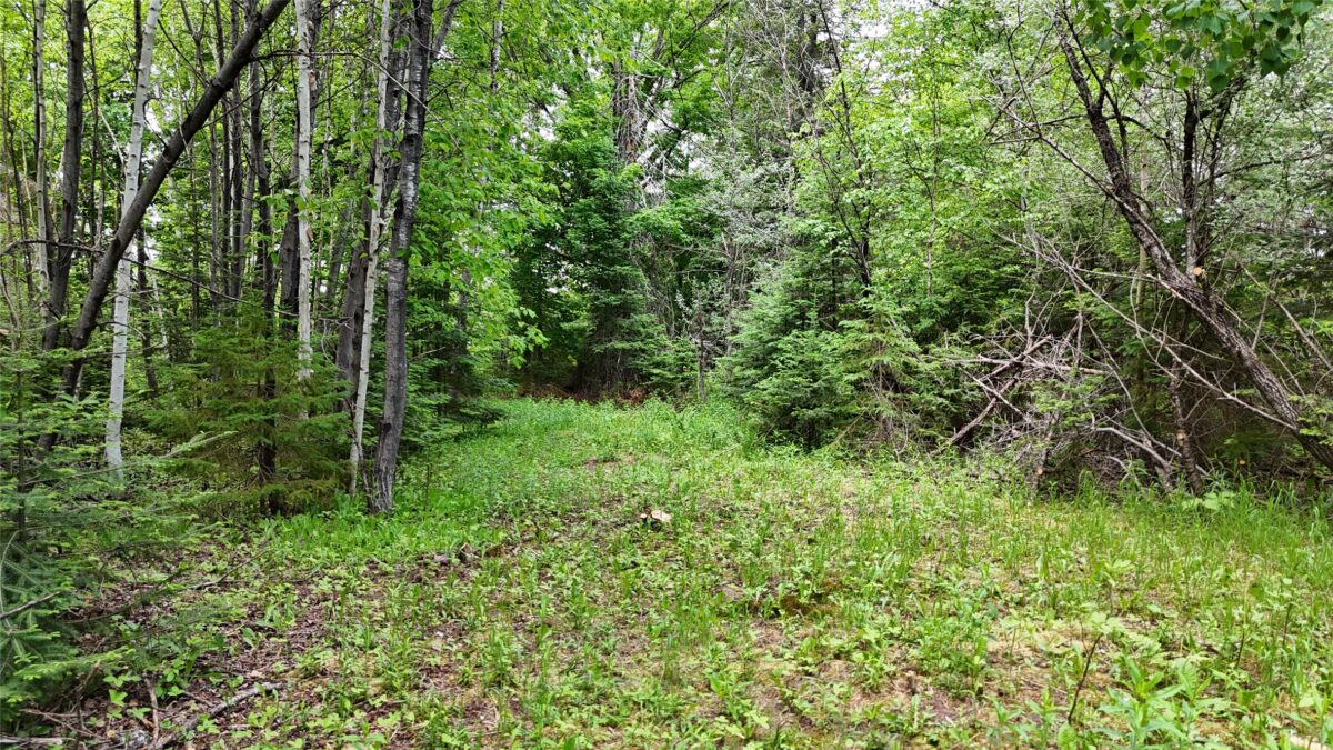 7069N Fender Road, Winter WI 54896 - Land house for sale - MLS #1601987 - image29