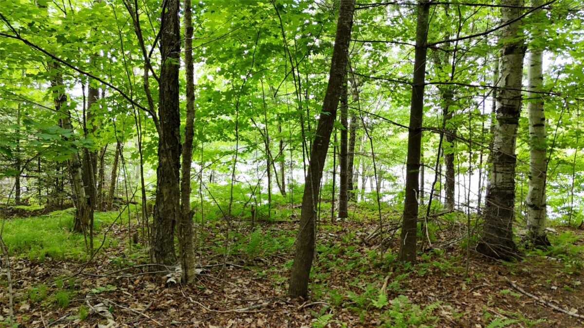 7069N Fender Road, Winter WI 54896 - Land house for sale - MLS #1601987 - image32