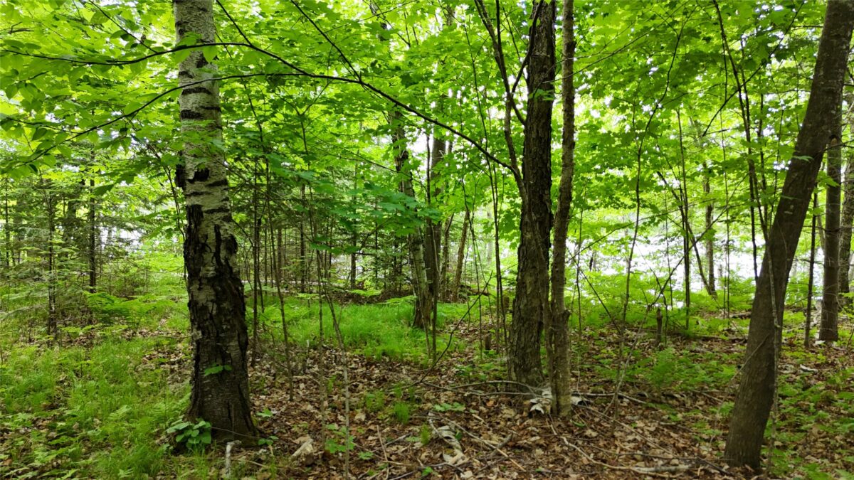 7069N Fender Road, Winter WI 54896 - Land house for sale - MLS #1601987 - image33
