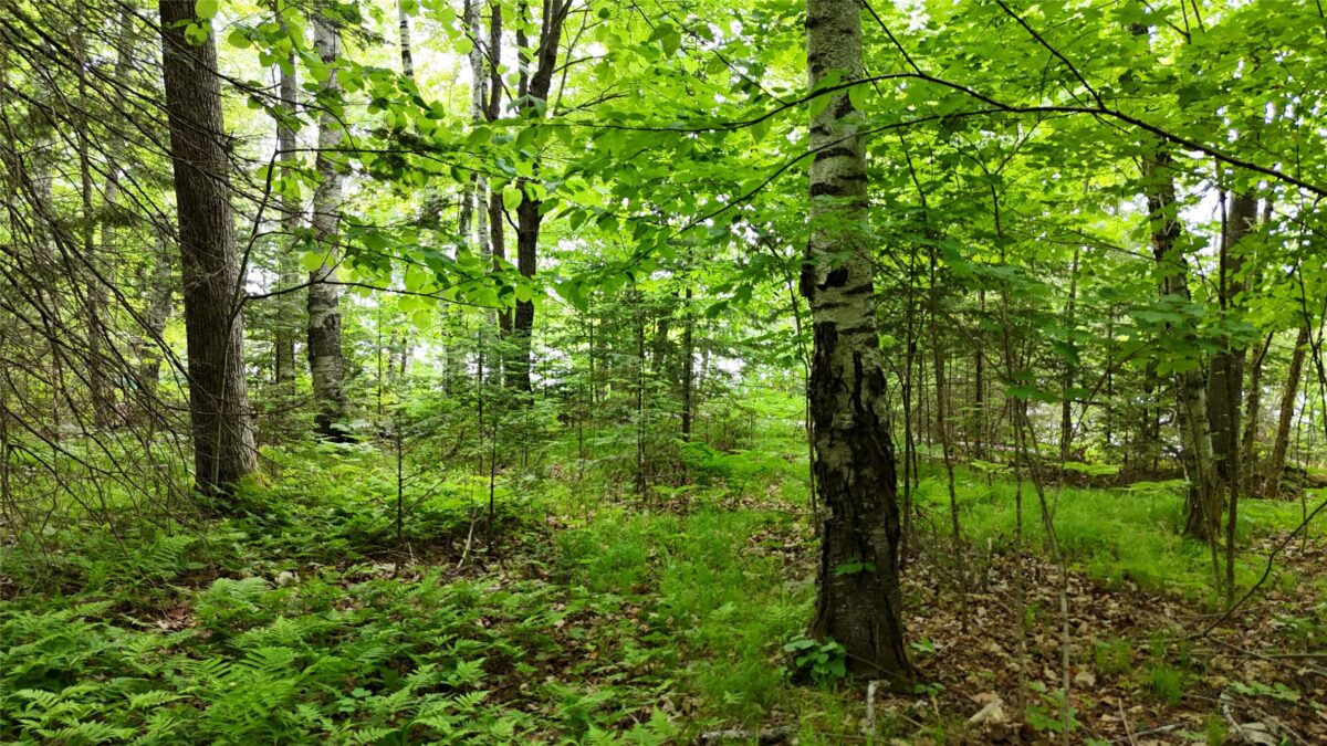 7069N Fender Road, Winter WI 54896 - Land house for sale - MLS #1601987 - image34