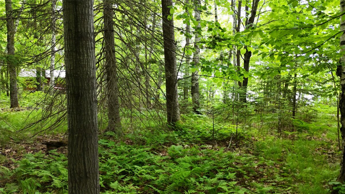7069N Fender Road, Winter WI 54896 - Land house for sale - MLS #1601987 - image35