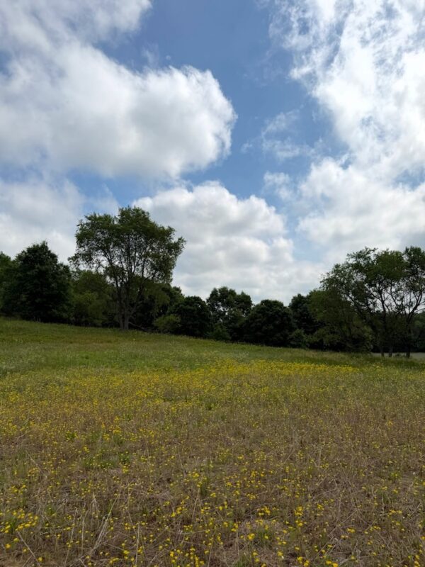 Lot 2 County Rd F, Boyceville WI 54725 - Land house for sale - MLS #1601758 - image11